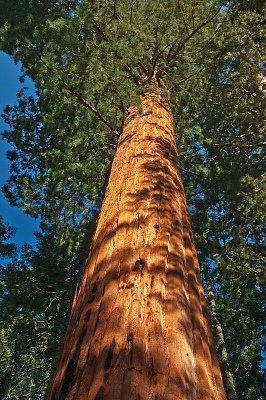 Synonym Tree of Criticism