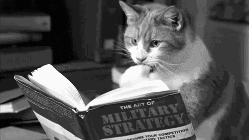 cat reading a book -magoosh