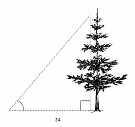 Measuring the height of a tree using an angle