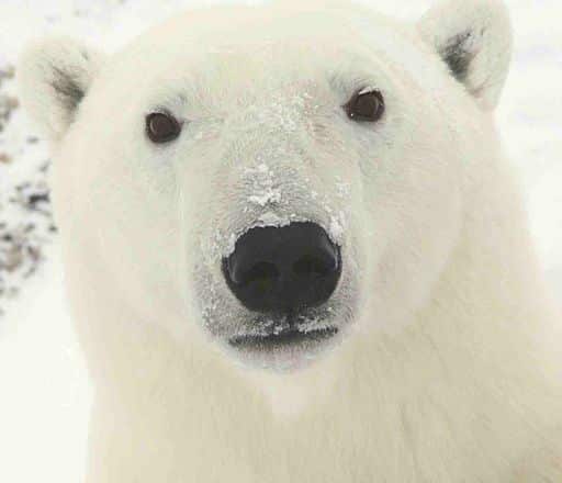 Polar bears are not polar functions