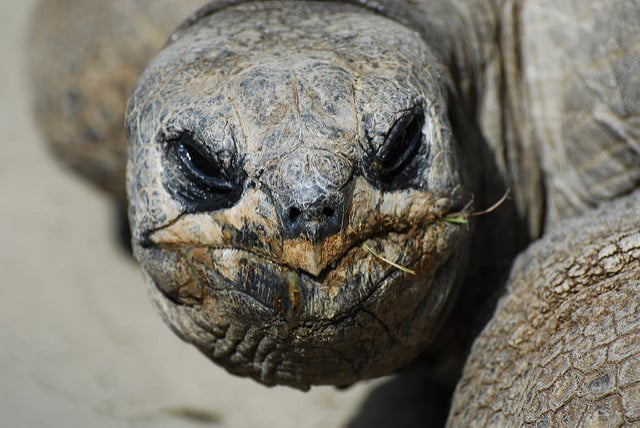 grumpy tortoise