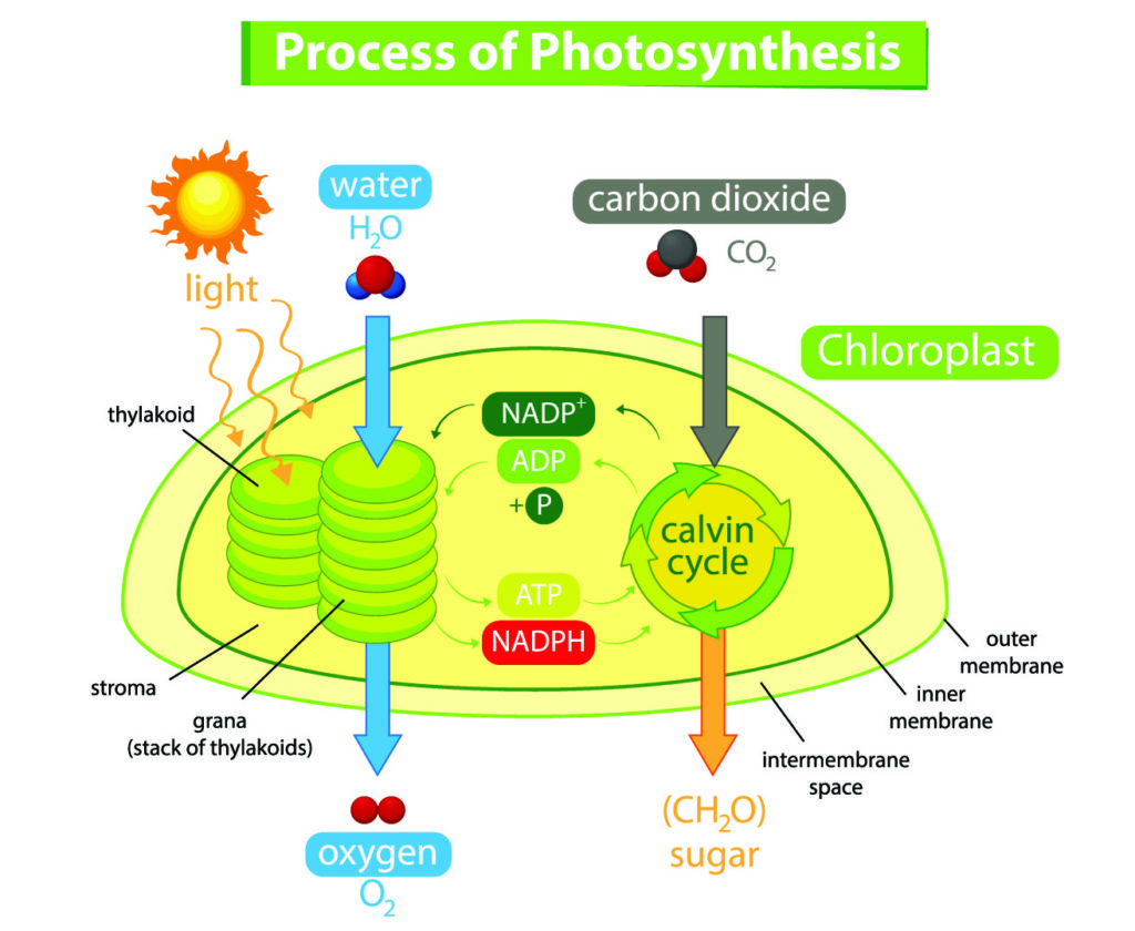 Diagram showing process of photosynthesis in plant illustration