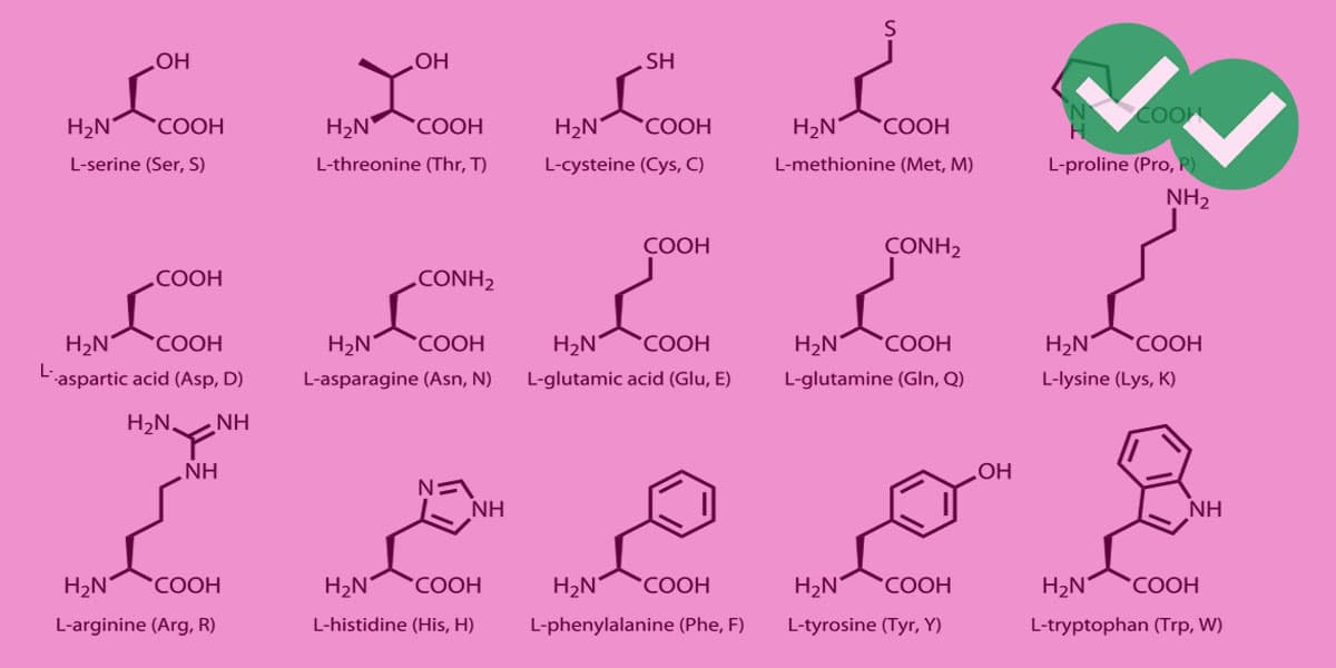 MCAT amino acids - image by Magoosh