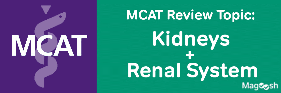 MCAT Review Topic: Kidneys and Renal System