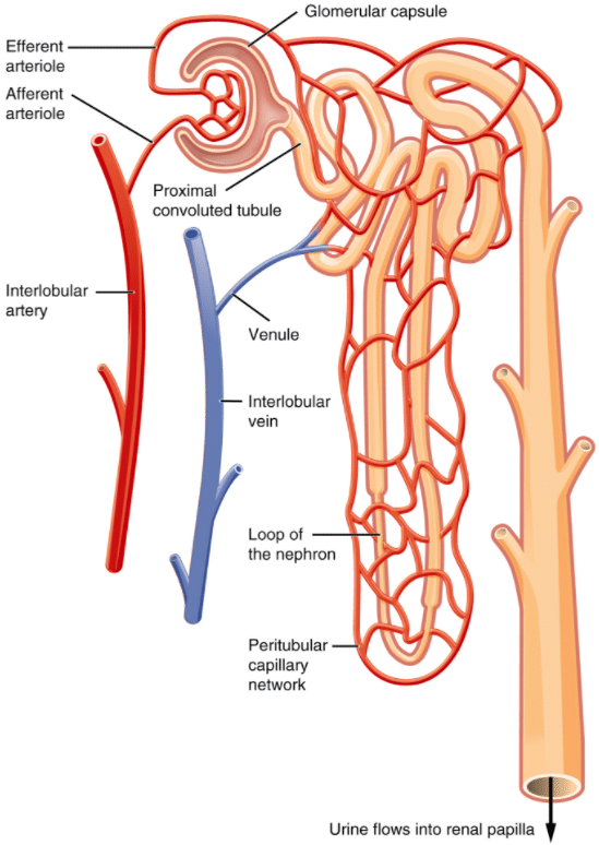 MCAT Kidneys & Renal System