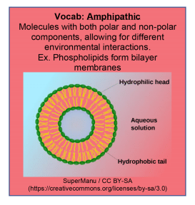 Amphipathic diagram for MCAT lipids - image by Magoosh