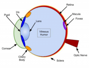 MCAT Eye Anatomy: Eye Structure & Function - Magoosh MCAT Blog