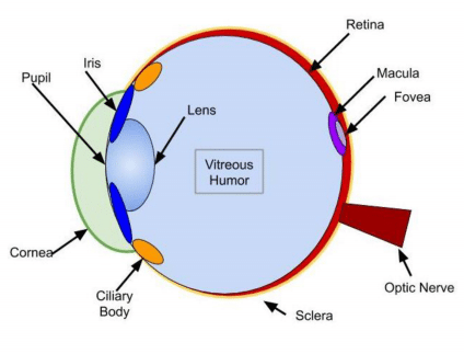 MCT human eye anatomy diagram with all major structural parts labeled. Image by Magoosh. 