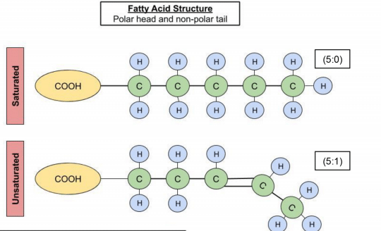 fatty acid structure diagram - image by Magoosh
