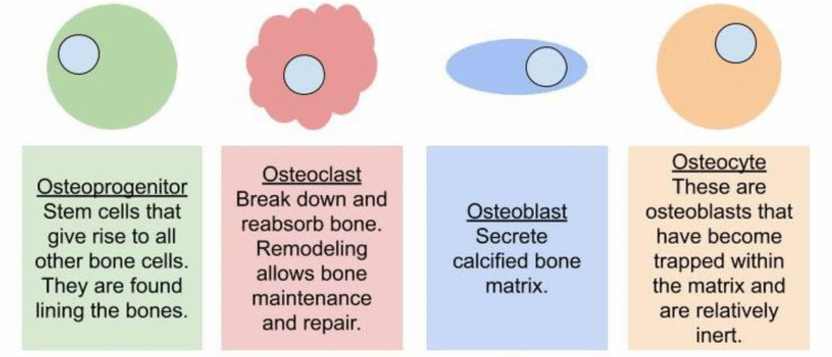 types of bone cells - image by Magoosh