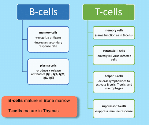 a diagram of adaptive immune system cells, including B-cells and T-cells with examples and an explanation of function. Image by Magoosh.