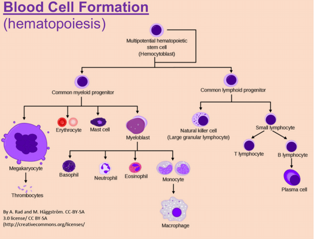 MCAT immunity questions: a complete diagram of blood cell formation - image by Magoosh