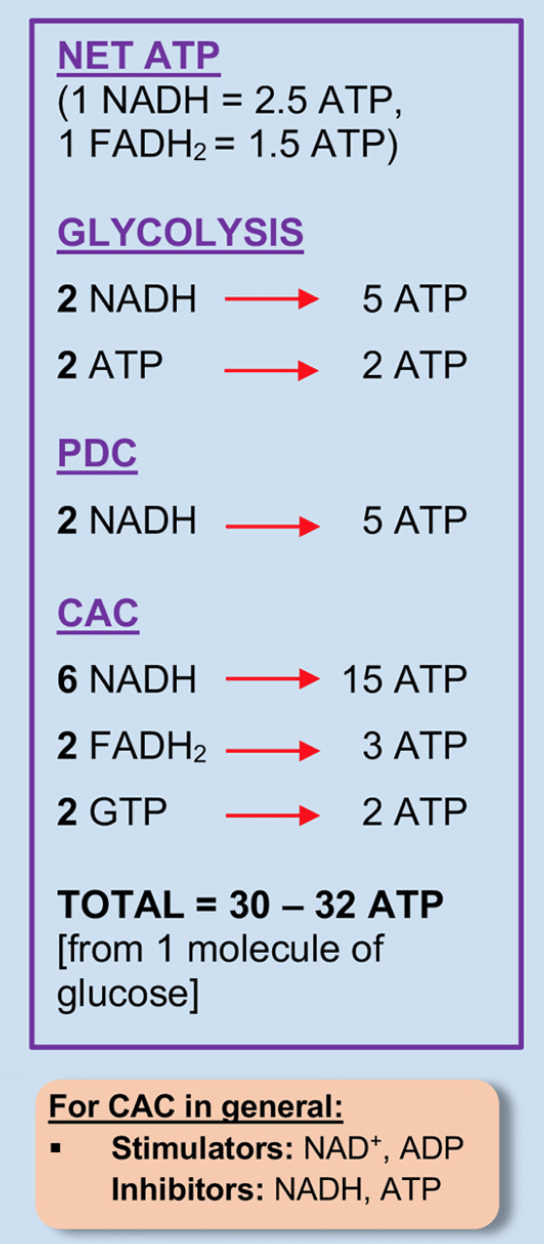 ATP of MCAT citric acid cycle - image by Magoosh