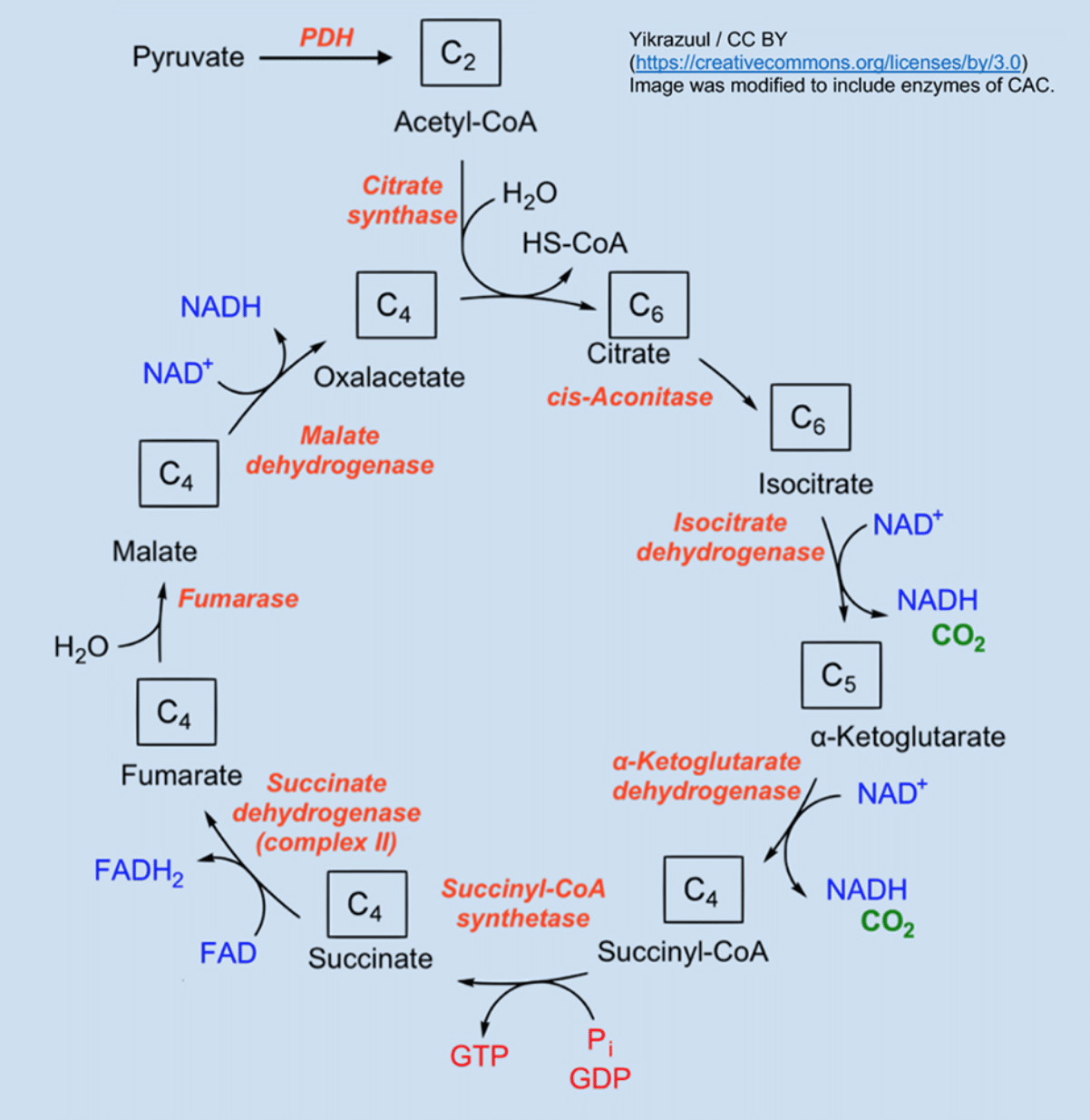 Diagram of the MCAT citric acid cycle - image by Magoosh