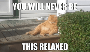 relaxed cat_o_2224485.webp 800×492